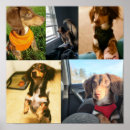 Zoek naar pluizig posters Puppy
