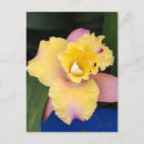 Recherche de orchidée rose cartes postales Floral