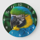 Recherche de oiseau exotique horloges Animal