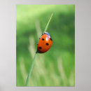 Recherche de coccinelle posters Bonne chance