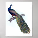Recherche de paon indien art Vintage