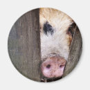 Zoek naar varkens magneten Dieren