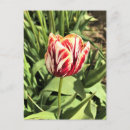 Recherche de tulipe rouge et blanche cartes postales Fleur