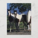 Zoek naar verf paard briefkaarten Groep