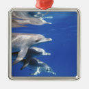 Zoek naar dolfijn ornamenten Wild