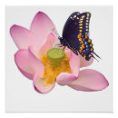 Recherche de fleur de lotus rose posters Floral