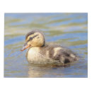 Recherche de plongée blocsnotes Faune