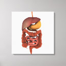 Recherche de organes humains posters Pancréas