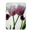 Recherche de tulipes magnets Photographe