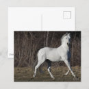 Recherche de gray cartes postales Cheval
