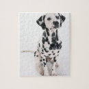 Zoek naar dalmatian puzzels Hond