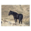 Recherche de étalon noir sauvage art Chevaux