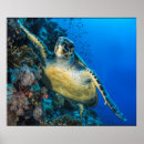 Zoek naar rode schildpad posters Zee