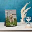 Recherche de chien plaques Chiot