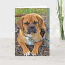 Recherche de cabot vœux cartes Chien