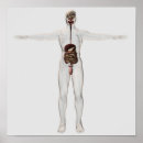 Recherche de imagerie médicale posters Abdomen