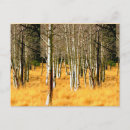 Recherche de arbre peuplier cartes postales Flagstaff