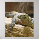 Recherche de komodo posters Reptile