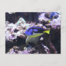 Zoek naar angelfish briefkaarten Aquarium