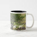 Recherche de gnous tasses Migration