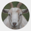 Zoek naar witte geit stickers Dieren