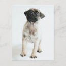 Recherche de humour carlin cartes postales Dog
