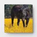 Recherche de cheval plaques Équin