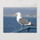 Recherche de birdy cartes postales Oiseau