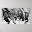 Zoek naar rottweilers posters Puppy