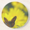 Recherche de marguerite dessous de verres Floraison