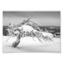 Recherche de arbre tordu posters Nature