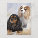 Recherche de teckels cartes postales Canin