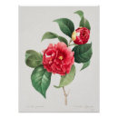 Recherche de camelias posters Rouge
