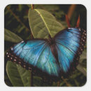 Recherche de papillon de morpho autocollants Faune