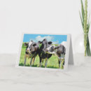 Zoek naar holstein koeien kaarten Rund