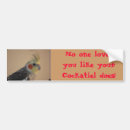 Recherche de cockatiel Amour