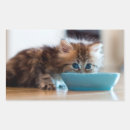 Recherche de chat bleu autocollants Photographie