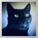 Recherche de minou noir posters Félin