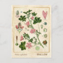 Recherche de herbes cartes postales Plante