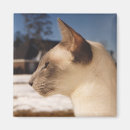 Recherche de siamois magnets Blanc