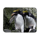 Zoek naar macaroni magneten Vogel