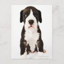 Recherche de grand chien cartes postales Plan studio