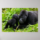 Recherche de bébé de jungle posters Bébés animaux