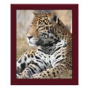 Recherche de jaguar photographie Photographie de la nature