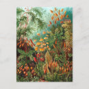 Zoek naar haeckel briefkaarten Planten