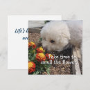 Recherche de bichon vœux cartes Frise