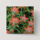 Recherche de castilleja Fleur sauvage