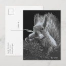 Recherche de écureuils cartes postales Animaux de la forêt