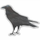 Recherche de oiseaux noirs voiture autocollants Corneille