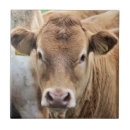 Recherche de veaux carreaux Mignon